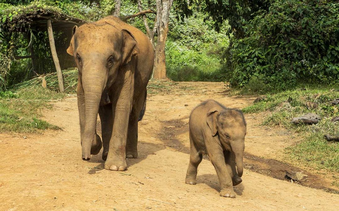 Elephant Jungle Sanctuary Chiang Mai